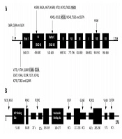 Susceptibility Evaluation of Clinically Isolated HSV-1 Strains to Acyclovir: A Phenotypic and Genotypic Study