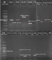 Relationship Between Antibiotic Resistance Patterns and O-Serogroups in Uropathogenic Escherichia coli Strains Isolated from Iraqi Patients