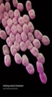 Study of the Role of Efflux Pumps in Amikacin-Resistant <i>Acinetobacter</i> Isolates from Teaching Hospitals of Mashhad, Iran