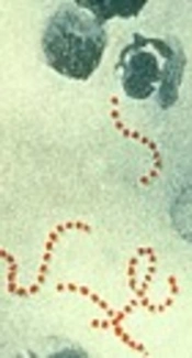 Extremely Low Prevalence of Erythromycin-Resistant <i>Streptococcus pyogenes</i> Isolates and Their Molecular Characteristics by M Protein Gene and Multilocus Sequence Typing Methods