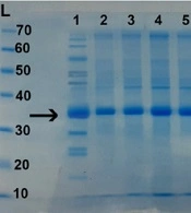 Cover image of the article: Field Evaluation of Novel Combination Vaccines Against Foot and Mouth Disease Virus and Clostridium perfringens Toxoid Using Different Immunization Protocols