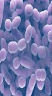 Antibiotic Susceptibility and Prevalence of Adhesion Genes in <i>Streptococcus pneumoniae</i> Isolates Detected in Carrier Children in Tehran