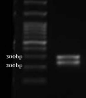 Effect of Peganum harmala Extract on Biofilm and Involved Gene Expression in Biofilm Production of Candida albicans