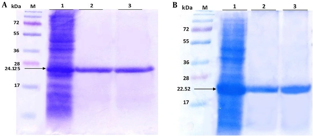 A, lane 1 expression of E50-52 in <i>Escherichia coli BL21</i> (pLysS) total protein 4 hours after injection, lane 2 purified protein and lane 3 after the dialysis of protein E50-52; B, lane 1 expression of Ib-AMP4 in <i>Escherichia coli BL21</i> DE3 total protein 4 hours after induction, lane 2 purified protein and lane 3 after the dialysis of protein Ib-AMP4.M: Size marker (<a href="#A136280REF5">5</a>) A, lane 1 expression of E50-52 in <i>Escherichia coli BL21</i> (pLysS) total protein 4 hours after injection, lane 2 purified protein and lane 3 after the dialysis of protein E50-52; B, lane 1 expression of Ib-AMP4 in <i>Escherichia coli BL21</i> DE3 total protein 4 hours after induction, lane 2 purified protein and lane 3 after the dialysis of protein Ib-AMP4.M: Size marker (<a href="#A136280REF5">5</a>)