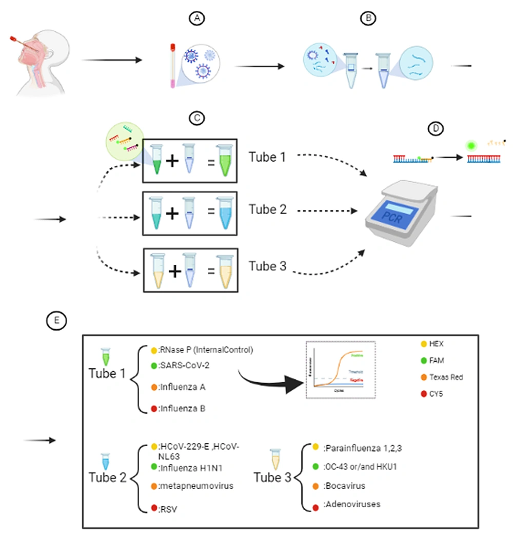 Extraction and evaluation process and pathogens assessed in each tube; A, sample collection; B, genome extraction; C, adding HiTeq 17 Viro Mastermiax<sup>R</sup> 1,2,3 to each sample separately; D, reverse transcription polymerase chain reaction (RT-PCR) cycle process; E, analysis of results of RT-PCR. Created with Biorender.com. Extraction and evaluation process and pathogens assessed in each tube; A, sample collection; B, genome extraction; C, adding HiTeq 17 Viro Mastermiax<sup>R</sup> 1,2,3 to each sample separately; D, reverse transcription polymerase chain reaction (RT-PCR) cycle process; E, analysis of results of RT-PCR. Created with Biorender.com.
