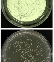 Cover image of the article: Development of Short-term Membrane-based Cultivation Combined with Dual-target Melting Analysis for Rapid Differentiation of Common Candida Species