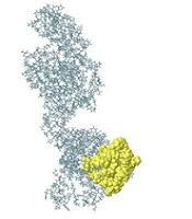 Cover image of the article: In Silico Analysis and Expression of Influenza Virus 3M2e-HA2 Chimer Protein Fused to C-Terminal Domain of Leishmania major HSP70