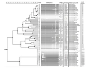 Virulence Gene Properties and Phylogenetic Relationship of Salmonella Serotypes Isolated from Different Sources in North of Iran