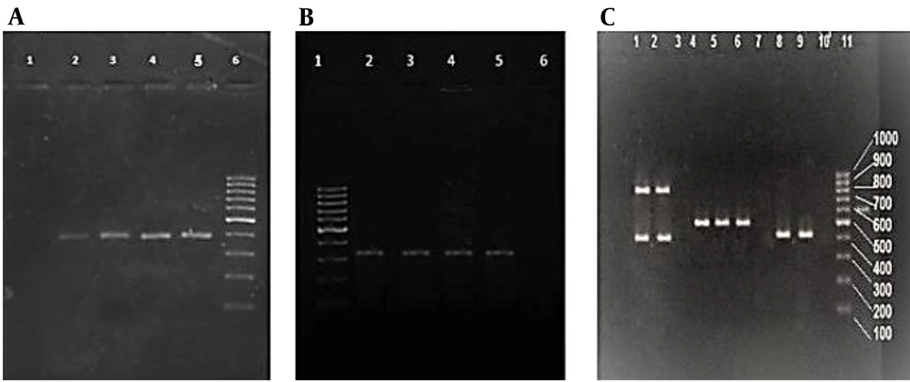 (A) PCR amplification products of <i>nuc</i> genes run on the agarose gel. The negative control is in lane 1, followed by the positive <i>nuc</i> samples in lanes 2, 3, and 4, the positive control in lane 5, and the 100-bp DNA molecular weight marker in lane 6. (B) Analysis of PCR products by agarose gel electrophoresis of <i>mec</i>A genes. Lane 1: 100-bp DNA molecular weight marker, followed by positive control in lane 2, positive <i>mec</i>A sample (310 bp) in lanes 3 - 5, and negative control in lane 6. (C) Agarose gel electrophoresis of multiplex PCR products of SCC<i>mec</i> genes. Lanes 1 and 2: SCC<i>mec</i> type IV (415 and 937 bp); lanes 4, 5, and 6: SCC<i>mec</i> type III (518 bp); lanes 8 and 9: SCC<i>mec</i> type I (415 bp); lanes 3, 7, and 10: negative control; lane 11: 100-bp DNA molecular weight marker. (A) PCR amplification products of <i>nuc</i> genes run on the agarose gel. The negative control is in lane 1, followed by the positive <i>nuc</i> samples in lanes 2, 3, and 4, the positive control in lane 5, and the 100-bp DNA molecular weight marker in lane 6. (B) Analysis of PCR products by agarose gel electrophoresis of <i>mec</i>A genes. Lane 1: 100-bp DNA molecular weight marker, followed by positive control in lane 2, positive <i>mec</i>A sample (310 bp) in lanes 3 - 5, and negative control in lane 6. (C) Agarose gel electrophoresis of multiplex PCR products of SCC<i>mec</i> genes. Lanes 1 and 2: SCC<i>mec</i> type IV (415 and 937 bp); lanes 4, 5, and 6: SCC<i>mec</i> type III (518 bp); lanes 8 and 9: SCC<i>mec</i> type I (415 bp); lanes 3, 7, and 10: negative control; lane 11: 100-bp DNA molecular weight marker.