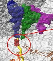 Molecular Characteristics and the Effect of Mutations in Different Sites of the rplD Gene Among Clinical Isolates of Azithromycin Resistance Neisseria gonorrhoeae in Eastern China