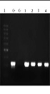 FLASH-PCR as a Simple and Efficient Method for Detection of Brucella spp. Infection