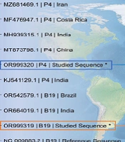 Co-prevalence of Human Parvovirus 4 and Primate Erythroparvovirus 1 (B19) in Sickle Cell Disease and Healthy Populations