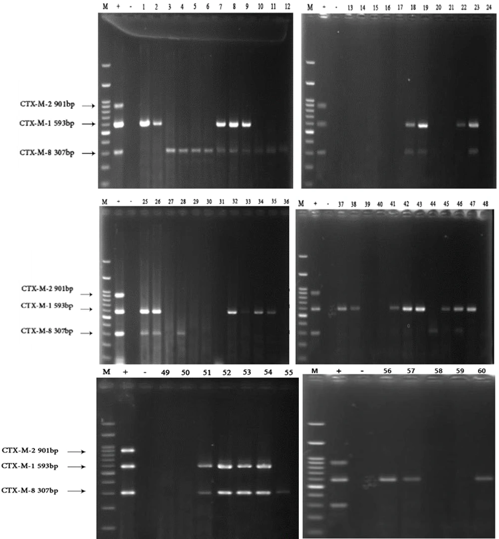 Multiplex PCR assay for detection of <i>bla</i><sub>CTX-M8,</sub><i>bla</i><sub>CTX-M2</sub>, <i>bla</i><sub>CTX-M1</sub> on 1.5% agarose gel. Lane 1, marker (100 bp); lane 2, positive control (<i>Escherichia coli</i> 25922 ATCC); lane 3, negative control (<i>Sh sonii</i> 25931 ATCC); lane 1 – 60, extracted DNA of <i>Shigella</i> isolates. Multiplex PCR assay for detection of <i>bla</i><sub>CTX-M8,</sub><i>bla</i><sub>CTX-M2</sub>, <i>bla</i><sub>CTX-M1</sub> on 1.5% agarose gel. Lane 1, marker (100 bp); lane 2, positive control (<i>Escherichia coli</i> 25922 ATCC); lane 3, negative control (<i>Sh sonii</i> 25931 ATCC); lane 1 – 60, extracted DNA of <i>Shigella</i> isolates.