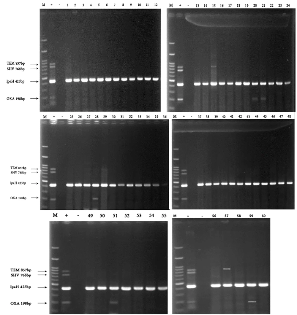 Multiplex PCR assay for detection of <i>bla</i><sub>OXA</sub>, <i>bla</i><sub>SHV</sub>, <i>bla</i><sub>TEM</sub>, <i>bla</i><sub>CTX-M1</sub> and <i>ipaH</i> (as internal control) on 1.5% agarose gel. Lane 1, marker (100 bp); lane 2, positive control (<i>Escherichia coli</i> 25922 ATCC); lane 3, negative control (<i>Sh</i><i>sonii</i> 25931 ATCC); lane 1 – 60, extracted DNA of Shigella isolates. Multiplex PCR assay for detection of <i>bla</i><sub>OXA</sub>, <i>bla</i><sub>SHV</sub>, <i>bla</i><sub>TEM</sub>, <i>bla</i><sub>CTX-M1</sub> and <i>ipaH</i> (as internal control) on 1.5% agarose gel. Lane 1, marker (100 bp); lane 2, positive control (<i>Escherichia coli</i> 25922 ATCC); lane 3, negative control (<i>Sh</i><i>sonii</i> 25931 ATCC); lane 1 – 60, extracted DNA of Shigella isolates.
