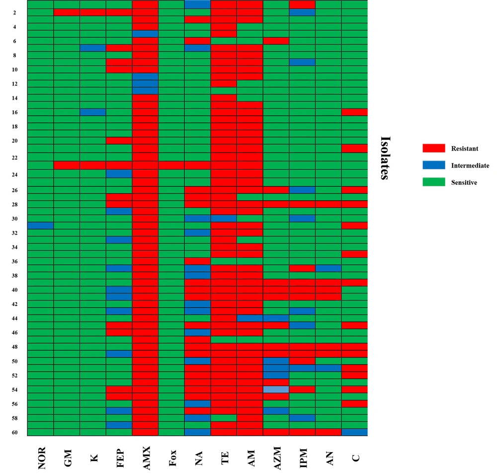 Antibiogram profiles of 60 <i>Shigella</i> isolates. NOR, norfloxacin; GM, gentamicin; K, kanamycin; FEP, cefepime; AMX, amoxicillin; FOX, cefoxitin; NA, nalidixic acid; TE, tetracycline; AM, ampicillin; AZM, azithromycin; IPM, imipenem; AN, amikacin; C, chloramphenicol Antibiogram profiles of 60 <i>Shigella</i> isolates. NOR, norfloxacin; GM, gentamicin; K, kanamycin; FEP, cefepime; AMX, amoxicillin; FOX, cefoxitin; NA, nalidixic acid; TE, tetracycline; AM, ampicillin; AZM, azithromycin; IPM, imipenem; AN, amikacin; C, chloramphenicol