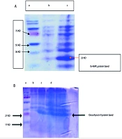 Evaluation of Recombinant Ib-AMP4 and Oncorhyncin II Peptides in Synergy for Treating Acinetobacter baumannii Under In Vitro Conditions