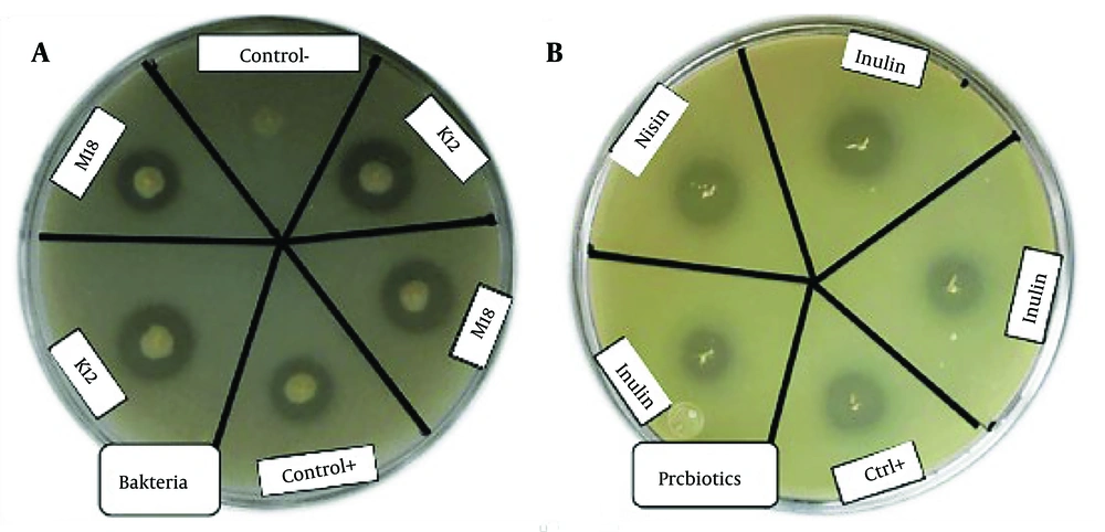 Protease activities of A, <i>Streptococcus salivarius</i> K12 and <i>S. salivarius</i> M18; and B, nisin and inulin using skim milk agar hydrolysis method Protease activities of A, <i>Streptococcus salivarius</i> K12 and <i>S. salivarius</i> M18; and B, nisin and inulin using skim milk agar hydrolysis method