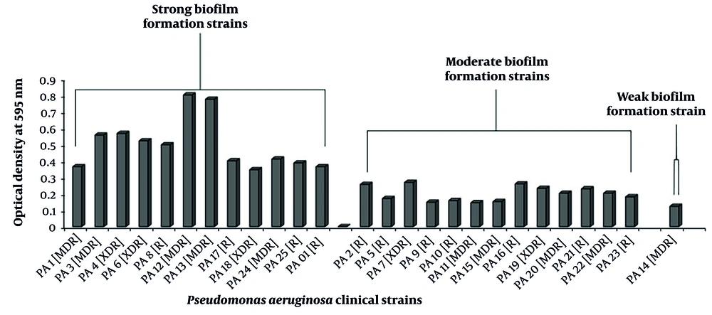 Evaluation of biofilm formation capacity in <i>Pseudomonas aeruginosa</i> clinical isolates. R, resistant; MDR, multidrug resistance; XDR, extensively drug resistance. Correlation analysis in comparison with resistance phenotype r = 0.188, P ≤ 0.366 (OD ≤ 0.071 non-biofilm; OD ≤ 0.071 - 0.142 wk; OD ≤ 0.142 - 0.284 moderate; OD ≤ 0.284 high). Evaluation of biofilm formation capacity in <i>Pseudomonas aeruginosa</i> clinical isolates. R, resistant; MDR, multidrug resistance; XDR, extensively drug resistance. Correlation analysis in comparison with resistance phenotype r = 0.188, P ≤ 0.366 (OD ≤ 0.071 non-biofilm; OD ≤ 0.071 - 0.142 wk; OD ≤ 0.142 - 0.284 moderate; OD ≤ 0.284 high).
