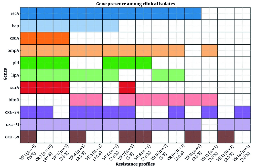 Combined virulence and resistance gene profiles (VR1–VR14) among clinical <i>Acinetobacter baumannii</i> isolates: This figure presents 14 distinct combined gene profiles (VR1 through VR14), each representing a unique pattern of presence or absence of selected virulence genes (<i>recA</i>, <i>bap</i>, <i>csuA</i>, <i>ompA</i>, <i>pld</i>, <i>lipA</i>, <i>surA</i>, and <i>bfmR</i>) along with key resistance genes (including <i>blaOXA</i>-58, <i>blaOXA</i>-51, and <i>blaOXA</i>-24). Each VR profile reflects a specific combination of these virulence and resistance determinants, highlighting the genetic diversity and potential pathogenicity variations among the isolates. The presence of each gene is indicated by colored squares in the heatmap, whereas absence is shown by blank cells. Combined virulence and resistance gene profiles (VR1–VR14) among clinical <i>Acinetobacter baumannii</i> isolates: This figure presents 14 distinct combined gene profiles (VR1 through VR14), each representing a unique pattern of presence or absence of selected virulence genes (<i>recA</i>, <i>bap</i>, <i>csuA</i>, <i>ompA</i>, <i>pld</i>, <i>lipA</i>, <i>surA</i>, and <i>bfmR</i>) along with key resistance genes (including <i>blaOXA</i>-58, <i>blaOXA</i>-51, and <i>blaOXA</i>-24). Each VR profile reflects a specific combination of these virulence and resistance determinants, highlighting the genetic diversity and potential pathogenicity variations among the isolates. The presence of each gene is indicated by colored squares in the heatmap, whereas absence is shown by blank cells.