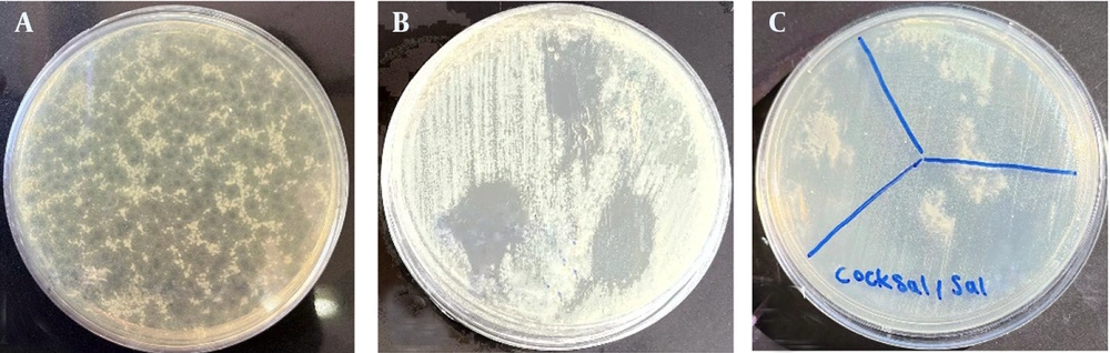 Plaque formation and lytic activity of phage PhSal04 and phage cocktail: The figure highlights the lytic potential and specificity of PhSal04 alone and in combination against targeted bacterial strains – A, plaques formed by phage PhSal04 on a double-layer agar plate; B, the activity range of bacteriophage PhSal04 against the bacterium PTCC 1230; and C, the lytic effects of the phage cocktail on the bacterium Sal03. Plaque formation and lytic activity of phage PhSal04 and phage cocktail: The figure highlights the lytic potential and specificity of PhSal04 alone and in combination against targeted bacterial strains – A, plaques formed by phage PhSal04 on a double-layer agar plate; B, the activity range of bacteriophage PhSal04 against the bacterium PTCC 1230; and C, the lytic effects of the phage cocktail on the bacterium Sal03.