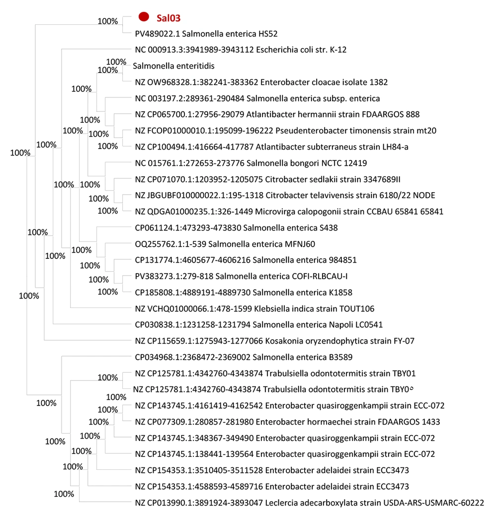 Phylogenetic tree constructed using MEGA X based on genetic sequences of Sal03 and related strains – the Sal03 isolate (marked in red) clusters with PV489022.1 <i>Salmonella</i><i>enterica</i> HS52, showing 100% genetic similarity Phylogenetic tree constructed using MEGA X based on genetic sequences of Sal03 and related strains – the Sal03 isolate (marked in red) clusters with PV489022.1 <i>Salmonella</i><i>enterica</i> HS52, showing 100% genetic similarity