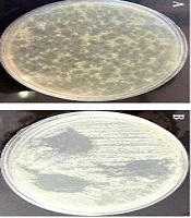 Isolation and Characterization of Bacteriophages Targeting Salmonella spp. in Meat: Efficacy, Stability, and Application as a Biocontrol Agent