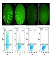 Production, Application, and Preliminary Validation of Influenza Pseudovirus Detecting H5-Neutralizing Antibodies in Vaccinated Chicken Serum