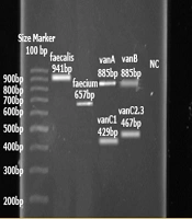 Molecular Epidemiology and vanA-Mediated Resistance in Clinical Isolates of Enterococcus faecium and E. faecalis in Iran