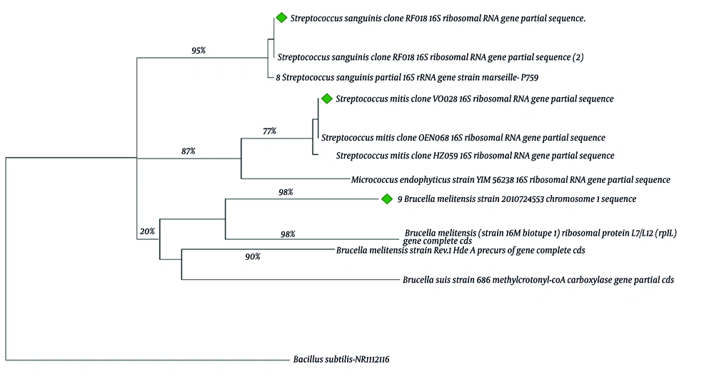 Phylogenetic tree using the neighbor-joining method with 100 bootstrap replicates. Bacillus subtilis has been selected as outgroup. Isolates are shown. Phylogenetic tree using the neighbor-joining method with 100 bootstrap replicates. Bacillus subtilis has been selected as outgroup. Isolates are shown.