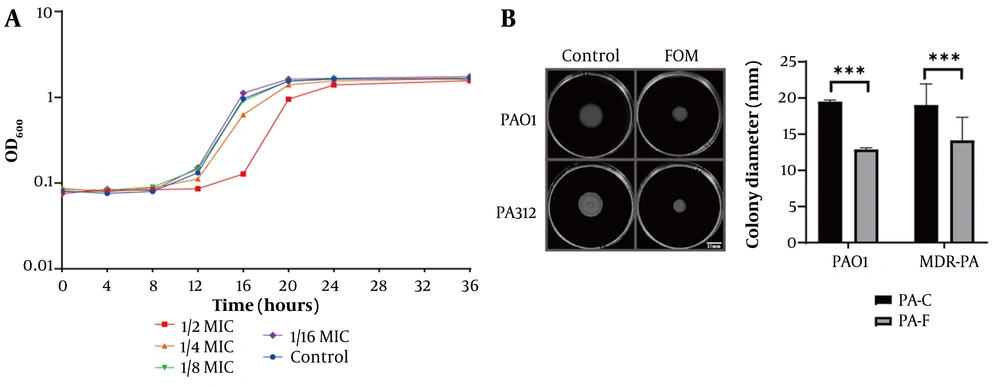 Fosfomycin (FOM) at sub-minimum inhibitory concentration (MIC) inhibits PA growth dynamics and swimming motility. A, growth curves of PAO1 in Mueller-Hinton (MH) broth with FOM at 1/2 MIC (1 μg/mL), 1/4 MIC (0.5 μg/mL), 1/8 MIC (0.25 μg/mL), 1/16 MIC (0.12 μg/mL), and control. OD₆₀₀ was measured every 4 h for 36 h. Only 1/2 and 1/4 MIC significantly delayed growth; 1/8 and 1/16 MIC overlapped with control; B, swimming motility assays on agar plates containing 1/8 MIC FOM or no drug. Colony diameters were measured after 20 h at 35°C (mean ± SD, n = 3). Sub-MIC FOM significantly reduced motility (P < 0.001). *** P < 0.001. Fosfomycin (FOM) at sub-minimum inhibitory concentration (MIC) inhibits PA growth dynamics and swimming motility. A, growth curves of PAO1 in Mueller-Hinton (MH) broth with FOM at 1/2 MIC (1 μg/mL), 1/4 MIC (0.5 μg/mL), 1/8 MIC (0.25 μg/mL), 1/16 MIC (0.12 μg/mL), and control. OD₆₀₀ was measured every 4 h for 36 h. Only 1/2 and 1/4 MIC significantly delayed growth; 1/8 and 1/16 MIC overlapped with control; B, swimming motility assays on agar plates containing 1/8 MIC FOM or no drug. Colony diameters were measured after 20 h at 35°C (mean ± SD, n = 3). Sub-MIC FOM significantly reduced motility (P < 0.001). *** P < 0.001.