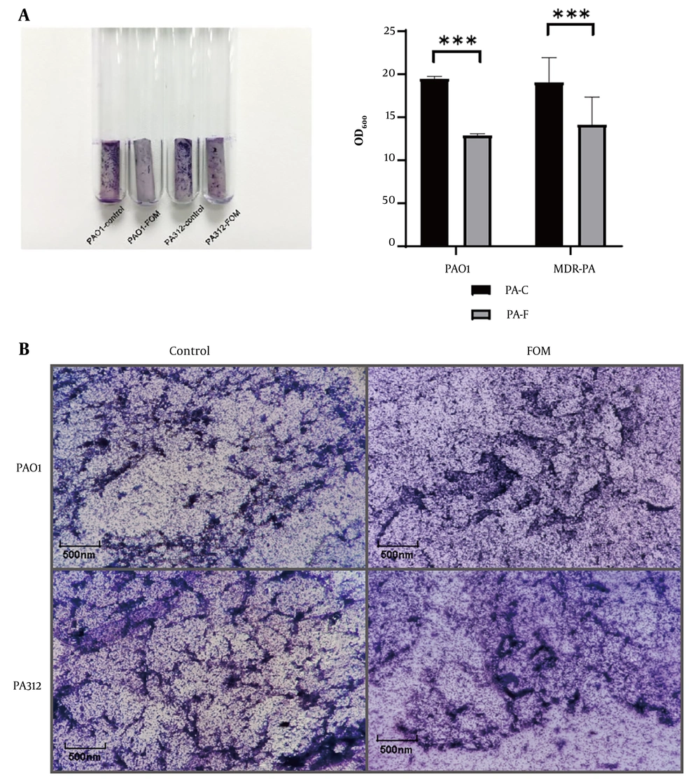 Effect of sub-minimum inhibitory concentration (MIC) fosfomycin (FOM) on biofilm formation and architecture. A, quantification of biofilm biomass by crystal violet staining on silicone catheter segments incubated with PAO1 or multidrug-resistant <i>Pseudomonas aeruginosa</i> (MDR-PA; PA312) in the presence or absence of 1/8 MIC FOM for 72 h. OD₆₀₀ values are mean ± SD (n = 3); P < 0.001 versus untreated; B, representative microscopy images (400X magnification) of crystal violet-stained biofilms on glass coverslips. Untreated controls show dense, interconnected biofilms; FOM-treated samples display sparse, fragmented biofilm patches. *** P <0.001. Effect of sub-minimum inhibitory concentration (MIC) fosfomycin (FOM) on biofilm formation and architecture. A, quantification of biofilm biomass by crystal violet staining on silicone catheter segments incubated with PAO1 or multidrug-resistant <i>Pseudomonas aeruginosa</i> (MDR-PA; PA312) in the presence or absence of 1/8 MIC FOM for 72 h. OD₆₀₀ values are mean ± SD (n = 3); P < 0.001 versus untreated; B, representative microscopy images (400X magnification) of crystal violet-stained biofilms on glass coverslips. Untreated controls show dense, interconnected biofilms; FOM-treated samples display sparse, fragmented biofilm patches. *** P <0.001.
