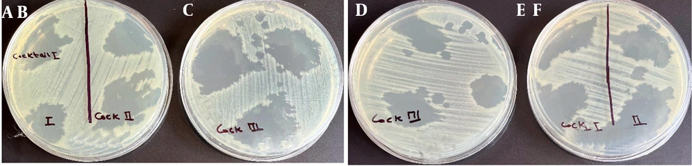 A - C, Lytic activity of three different phage cocktails against <i>Pseudomonas</i> strain PSM01 and; D - F, <i>Pseudomonas aeruginosa</i> PTCC 1430 . Panels A and E show the effect of cocktail type 1 (Phps1, Phps2, Phps3, and Phps4); panels B and F represent cocktail type 2 (Phps1 and Phps4); and panels C and D display cocktail type 3 (Phps01 and Phps04). A - C, Lytic activity of three different phage cocktails against <i>Pseudomonas</i> strain PSM01 and; D - F, <i>Pseudomonas aeruginosa</i> PTCC 1430 . Panels A and E show the effect of cocktail type 1 (Phps1, Phps2, Phps3, and Phps4); panels B and F represent cocktail type 2 (Phps1 and Phps4); and panels C and D display cocktail type 3 (Phps01 and Phps04).