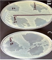 Isolation and Characterization of Phage Cocktails (Phps1 + Phps4) with Broad Lytic Activity Against Multidrug-Resistant Pseudomonas aeruginosa Strain PSM01, Isolated from Dairy Products