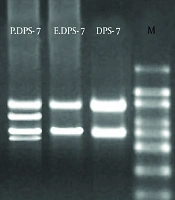 Quantitative Evaluation of Oncogenic and Tumor Suppressor Gene Expression in DPS-7 Dental Pulp Stem Cells Exposed to Porphyromonas gingivalis Bacteria