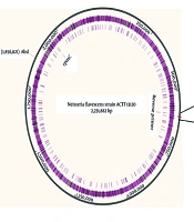 Stepwise Generation of a Verified DNA Standard: From in silico Primer Design to Quantitative PCR Calibration for Neisseria flavescens