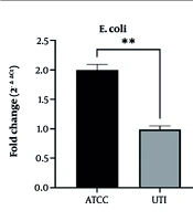 Assessing the Antibacterial Effects of Alcoholic vs. Aqueous Extracts from Chlorella vulgaris on FimH and STX Gene Expression in Uropathogenic Bacteria