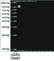 PCR-Based Screening of Resistance Genes in Multidrug-Resistant Nosocomial Bacterial Isolates from Hospitalized Patients: Implications for Microbiology and Immunology Aspects
