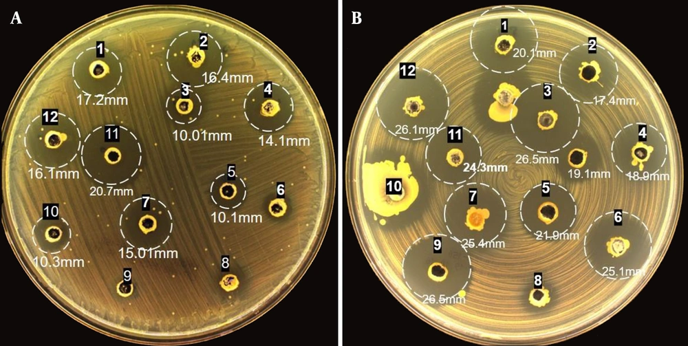 Comparative analysis of the antibacterial activity of isolate ID Ca2 - 5 against MRSA at varying agitation speeds: A) 50 rpm, B) 100 rpm, and C) 150 rpm. Within each panel, specific configurations are outlined, representing various combinations of nitrogen and carbon sources: 1) soybean-starch, 2) soybean-glucose, 3) soybean-mannitol, 4) soybean-chitin, 5) peptone-starch, 6) peptone-mannitol, 7) peptone-glucose, 8) peptone-chitin, 9) yeast extract-mannitol, 10) yeast extract-chitin, 11) yeast extract-glucose, and 12) yeast extract-starch. Comparative analysis of the antibacterial activity of isolate ID Ca2 - 5 against MRSA at varying agitation speeds: A) 50 rpm, B) 100 rpm, and C) 150 rpm. Within each panel, specific configurations are outlined, representing various combinations of nitrogen and carbon sources: 1) soybean-starch, 2) soybean-glucose, 3) soybean-mannitol, 4) soybean-chitin, 5) peptone-starch, 6) peptone-mannitol, 7) peptone-glucose, 8) peptone-chitin, 9) yeast extract-mannitol, 10) yeast extract-chitin, 11) yeast extract-glucose, and 12) yeast extract-starch.