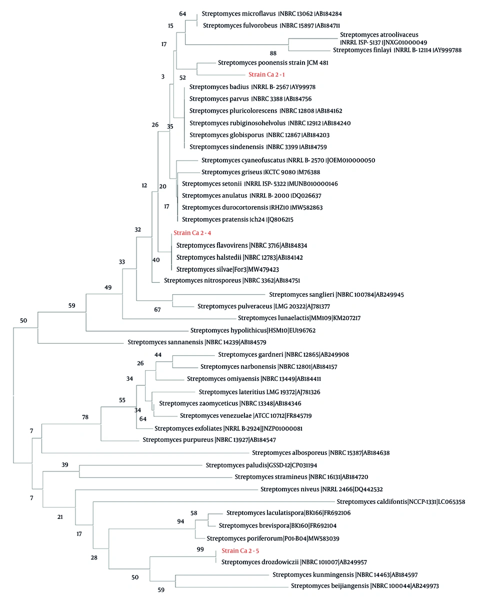 Phylogenetic analysis of <i>Streptomyces</i> isolates based on DNA sequencing. The genetic sequences of the isolates are detailed below. Isolate Ca2 - 5 showed 100% sequence identity with <i>Streptomyces drozdowiczii</i> NBRC 101007(T) (GenBank: AB249957). Isolate Ca2 - 1 showed the highest sequence similarity to <i>Streptomyces poonensis</i> JCM 481, while Ca2 - 4 showed 99.44% similarity to <i>Streptomyces flavovirens</i> NBRC 3716 (GenBank: AB184834). Phylogenetic analysis of <i>Streptomyces</i> isolates based on DNA sequencing. The genetic sequences of the isolates are detailed below. Isolate Ca2 - 5 showed 100% sequence identity with <i>Streptomyces drozdowiczii</i> NBRC 101007(T) (GenBank: AB249957). Isolate Ca2 - 1 showed the highest sequence similarity to <i>Streptomyces poonensis</i> JCM 481, while Ca2 - 4 showed 99.44% similarity to <i>Streptomyces flavovirens</i> NBRC 3716 (GenBank: AB184834).
