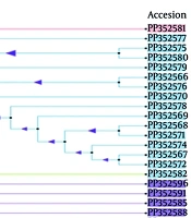 Candida Species in Nephrology Patients: Pathogenic Factors, Genotyping and Antifungal Susceptibility
