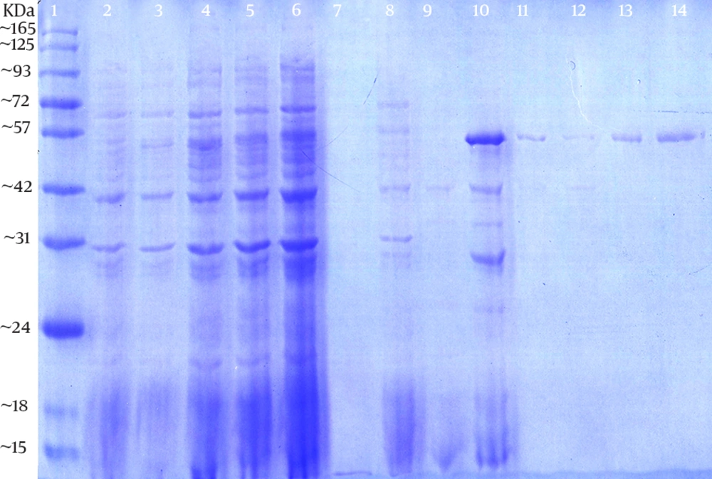 Sodium Dodecyl Sulfate-Polyacrylamide Gel Electrophoresis Analysis of Proteins Expressed bypET30a-ORF2.2 Recombinant Expression Vector in <i>E. coli</i> BL21 (DE3) Competent Cells The expressed and purified proteins were analyzed by 10% SDS–PAGE and stained with Coomassie Brilliant Blue R250. The ORF2.2 protein band was seen at about 55 kDa. Lane 1, the prestained protein ladder; Lane 2, the non induced control; Lane 3 to 6, the proteins pattern at two, four, six, and eight hours after induction; Lane 7-9, the washing steps of Ni<sup>2+</sup> column; Lane 10, purifying Ni<sup>2+</sup>-Denature-5.0 eluate with Ni<sup>2+</sup> column; Lane 11 and 12, purifying Ni<sup>2+</sup>-Denature-4.5 eluate with Ni<sup>2+</sup> column; and Lane 13 and 14, purifying Ni<sup>2+</sup>-Denature-4.0 eluate with Ni<sup>2+</sup> column.