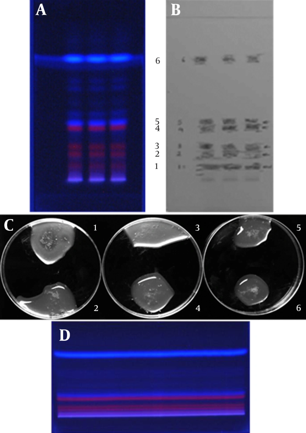 Developed Thin Layer Chromatography Plate and Primary Bio-Autography of Bands Against Methicillin-Resistant <i>Staphylococcus aureus</i> Strain A: developed plate under 366 nm UV. B: developed plate after cutting of the resolved bands. C: 1-6, different bands after addition of MHA containing 10<sup>7</sup> CFU/mL MRSA strain. As shown in <a href="#fig12932">Figure 1</a> c, there is a clear zone of inhibition around the silica powder containing band 1. D: prepared aluminum sheet PF254 after resolving the bands under 366 nm light.