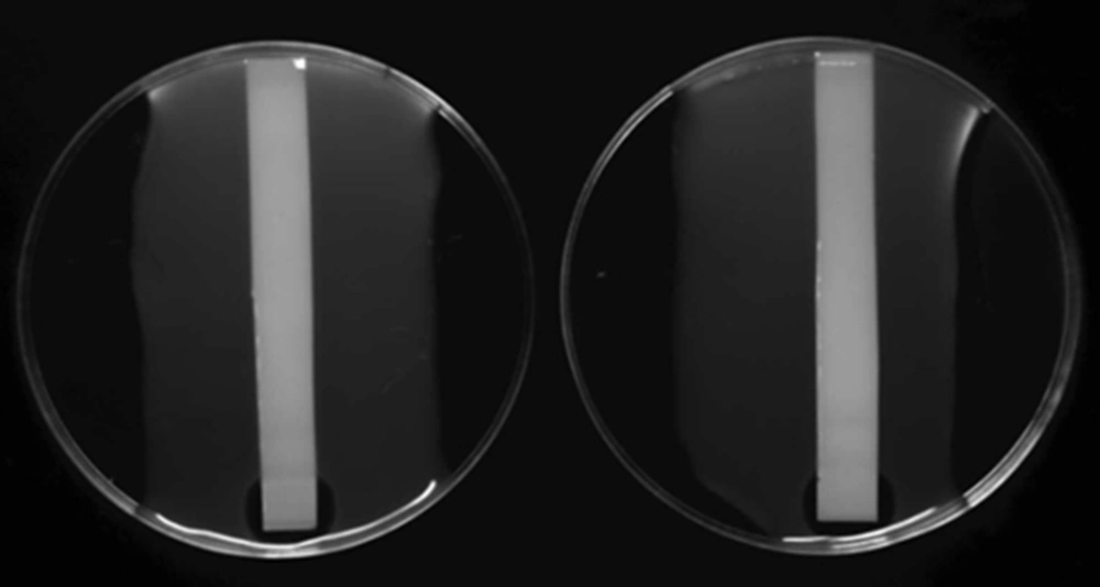 Bio-Autography of n-Hexane Extract Resolved in Silica Plate Against Methicillin-Resistant <i>Staphylococcus aureus</i> Right: MHA with 2% NaCl; left: MHA medium without NaCl.