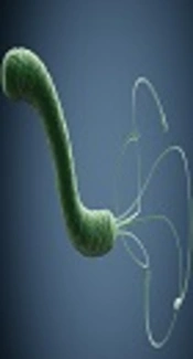Frequency of Helicobacter pylori hopQI, hopQII and sabA Genes Among Iranian Patients with Gastroduodenal Diseases