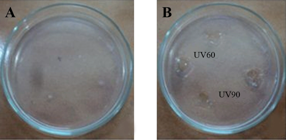 Blood Clot Lysis of Nattokinase From the Mutant UV60 and UV90 Partially Purified Enzyme at Various Precipitate Percentages Blood Clot Lysis of Nattokinase From the Mutant UV60 and UV90 Partially Purified Enzyme at Various Precipitate Percentages