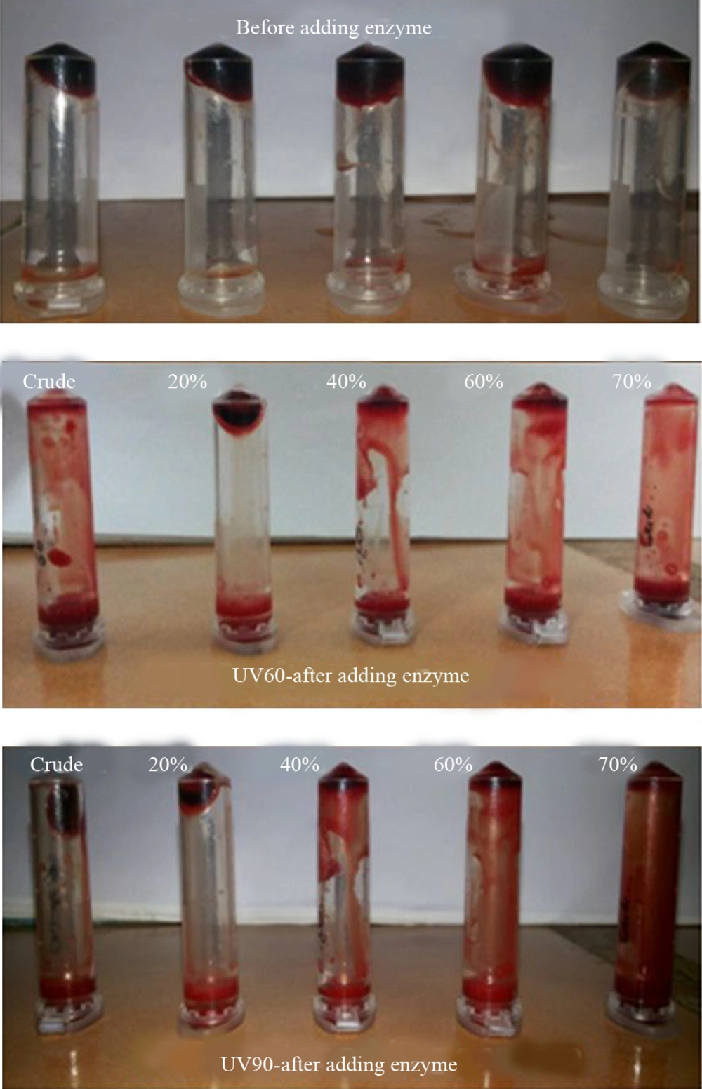 (a) Fibrin Degradation Plate (b) Fibrin Clot Liquefaction of Partially Purified Enzyme From UV60 and UV90 (a) Fibrin Degradation Plate (b) Fibrin Clot Liquefaction of Partially Purified Enzyme From UV60 and UV90