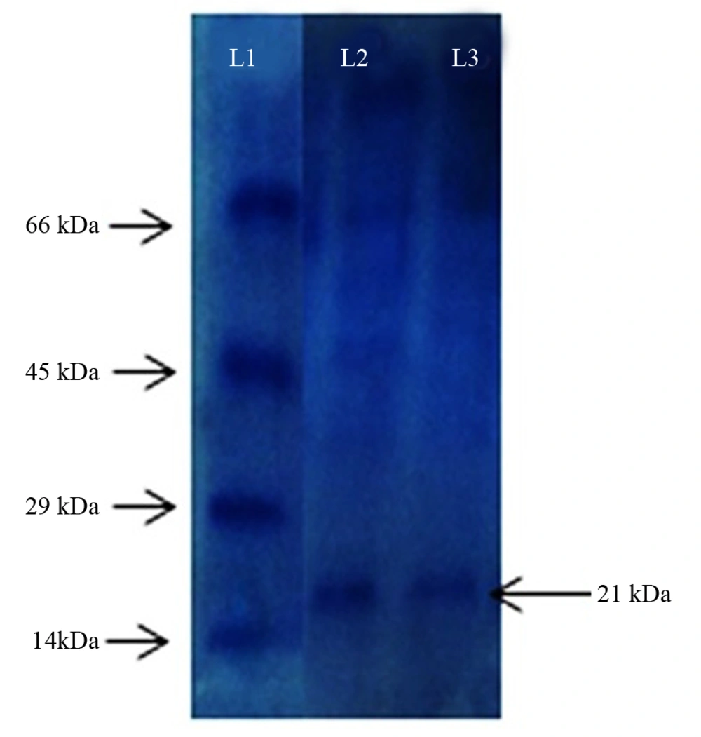 Sodium Dodecyl Sulfate Polyacrylamide Gel Electrophoresis L1 Protein marker (14 kDa - 66 kDa) L2 and L3 Partially Purified Enzyme From UV60 Mutant Strain Sodium Dodecyl Sulfate Polyacrylamide Gel Electrophoresis L1 Protein marker (14 kDa - 66 kDa) L2 and L3 Partially Purified Enzyme From UV60 Mutant Strain