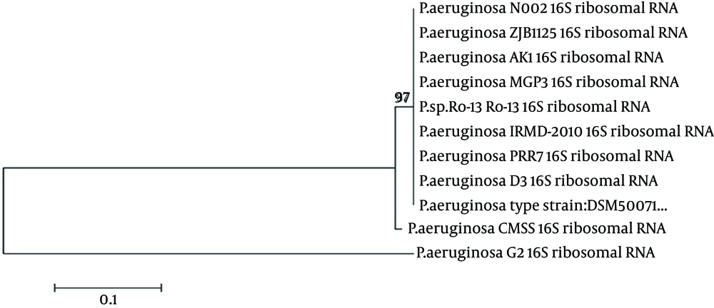 Phylogenetic Tree of Pseudomonas aeruginosa CMSS Phylogenetic Tree of Pseudomonas aeruginosa CMSS