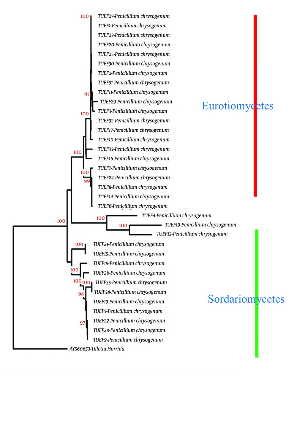 Phylogenetic Tree Based on the ITS Region of <i>rDNA</i> It is showing the closest relatives of fungal endophytes isolated from medicinal plants. The tree was constructed by neighbor-joining algorithm, using the maximum composite likelihood model. Bootstrap percentages from 100 replicates are shown.