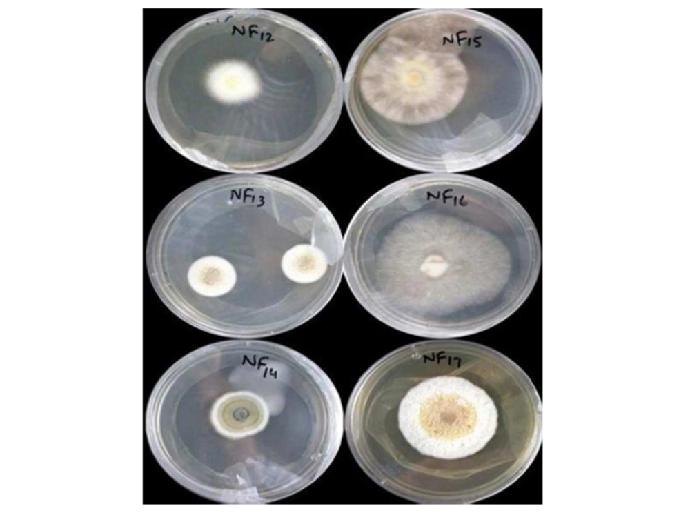 Morphological Features and Growth Patterns of Endophytic Fungal Isolates of <i>Justicia adhatoda </i>L. Plant on SDA Plates after 14 days of Incubation at 28°C Morphological Features and Growth Patterns of Endophytic Fungal Isolates of <i>Justicia adhatoda </i>L. Plant on SDA Plates after 14 days of Incubation at 28°C